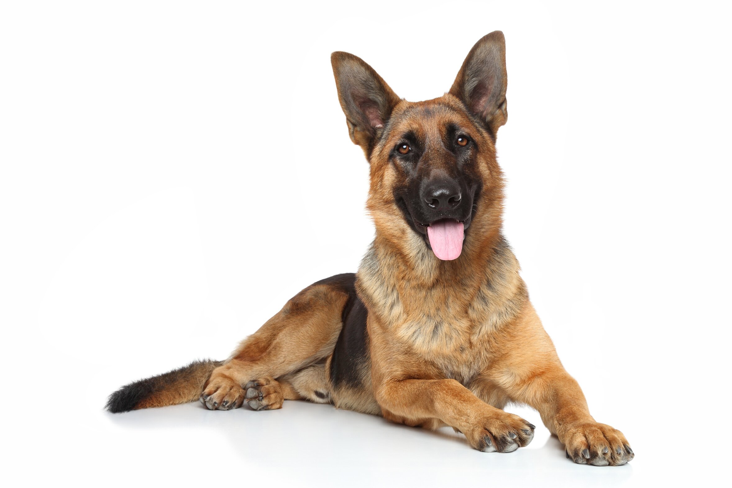 Fotolia 59460433 L